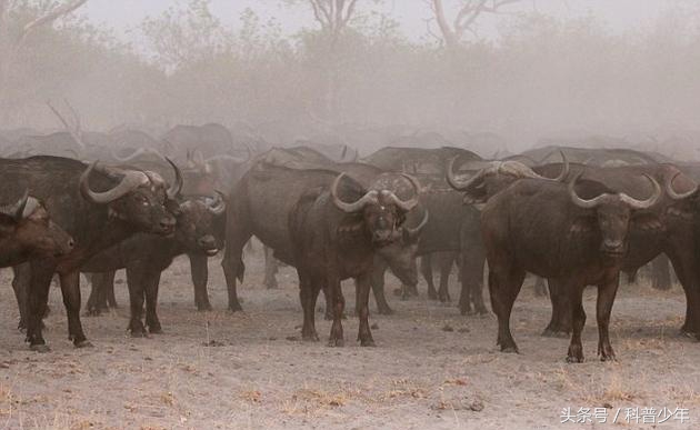 遇到危险动物需要关注什么,遇到危险动物怎么逃生