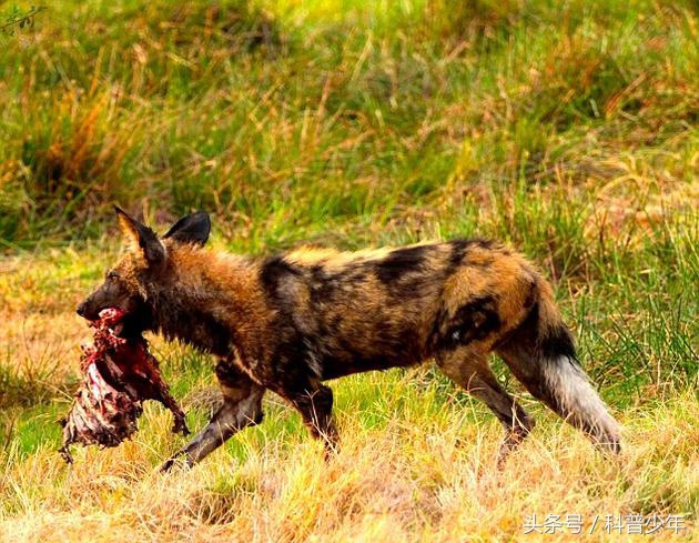 遇到危险动物需要关注什么,遇到危险动物怎么逃生