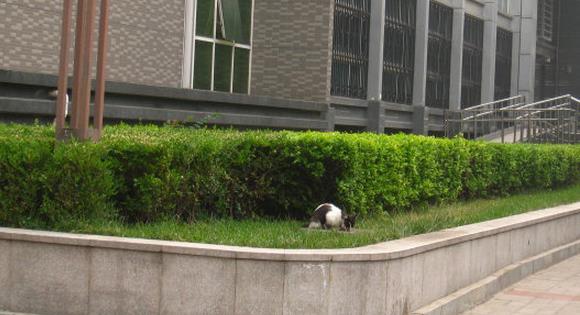 狗狗产后性情大变，追咬路人，被保安*攻围**却做出异样动作让人原谅