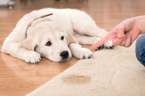 狗狗梦中上厕所结果尿床,狗狗洗完澡以后突然尿床怎么回事
