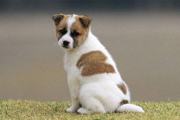 狗狗梦中上厕所结果尿床,狗狗洗完澡以后突然尿床怎么回事