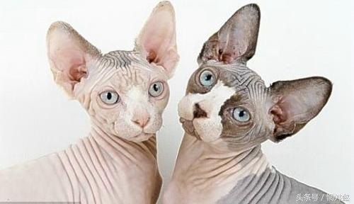 10大常见品种猫优缺点,最有气质的猫