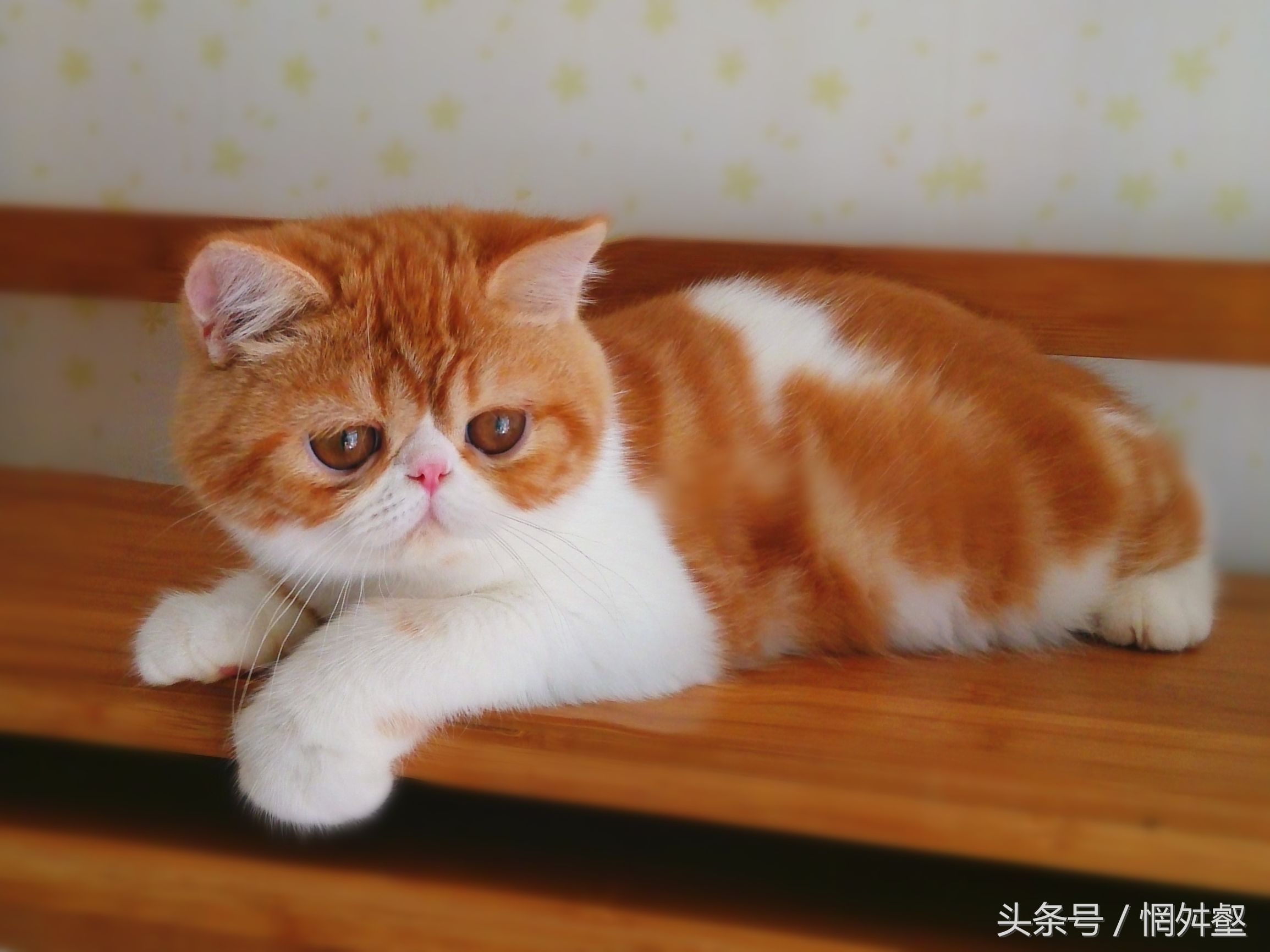 10大常见品种猫优缺点,最有气质的猫