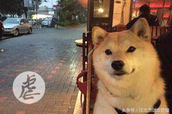 “虐狗霸屏”模式全面开启，但我更想借奇葩大会蔡聪的话祝福你！