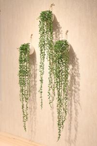 吊兰珍珠泪怎么养,为什么吊兰叫情人泪