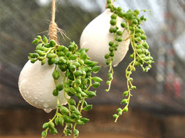 吊兰珍珠泪怎么养,为什么吊兰叫情人泪