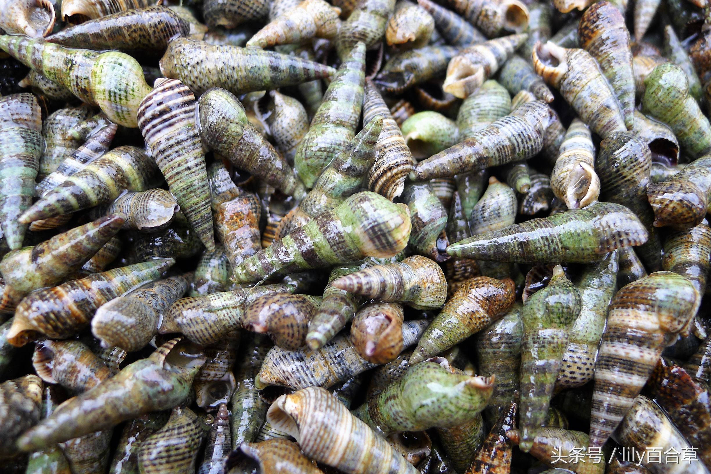 吃海鲜适合带什么,回家路上可以带海鲜吗