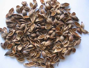 清热解毒杀虫止痒的中药有哪些,清热解毒的中药会使血压升高吗