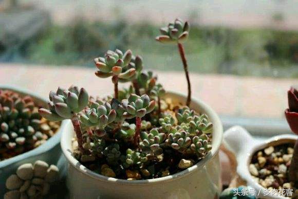 多肉植物漫画汤姆大叔教你每天认识一款多肉