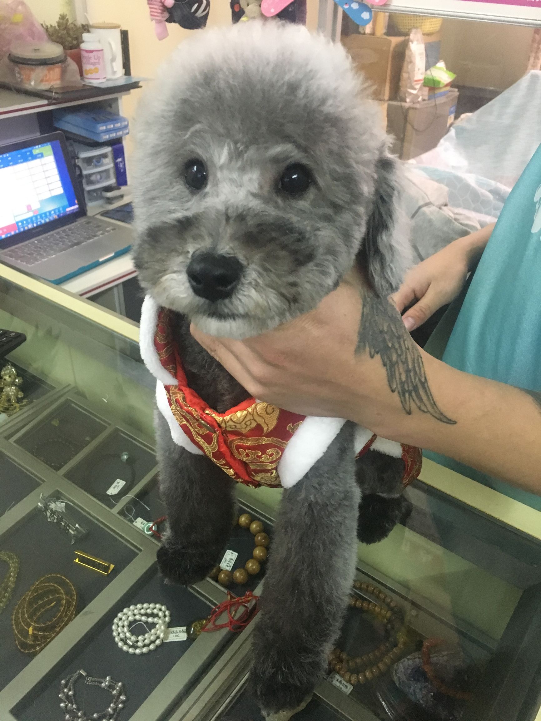 灰贵宾和白贵宾哪个更聪明,灰贵宾好还是棕色贵宾好