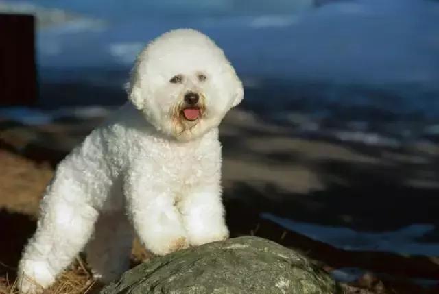 比熊犬被弃养，因伤心而自杀，太可怜了