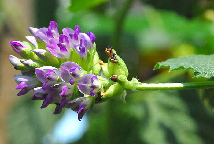 补骨脂中药讲解,补骨脂的正确配伍方法