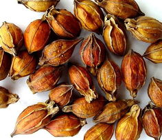 清热解毒杀虫止痒的中药有哪些,清热解毒的中药会使血压升高吗