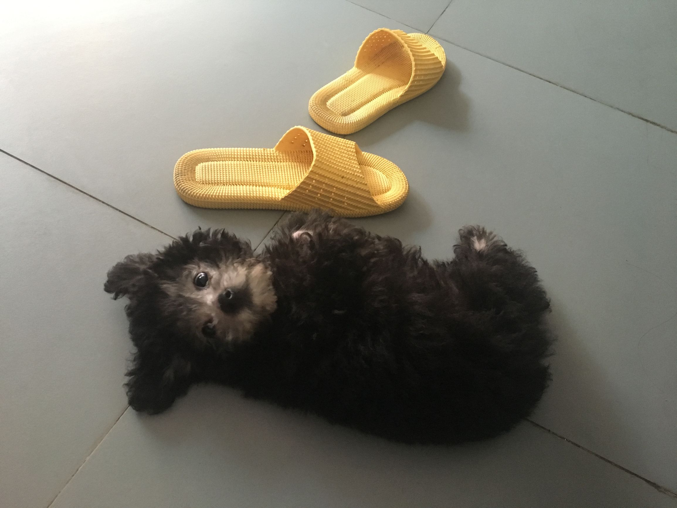 灰贵宾和白贵宾哪个更聪明,灰贵宾好还是棕色贵宾好