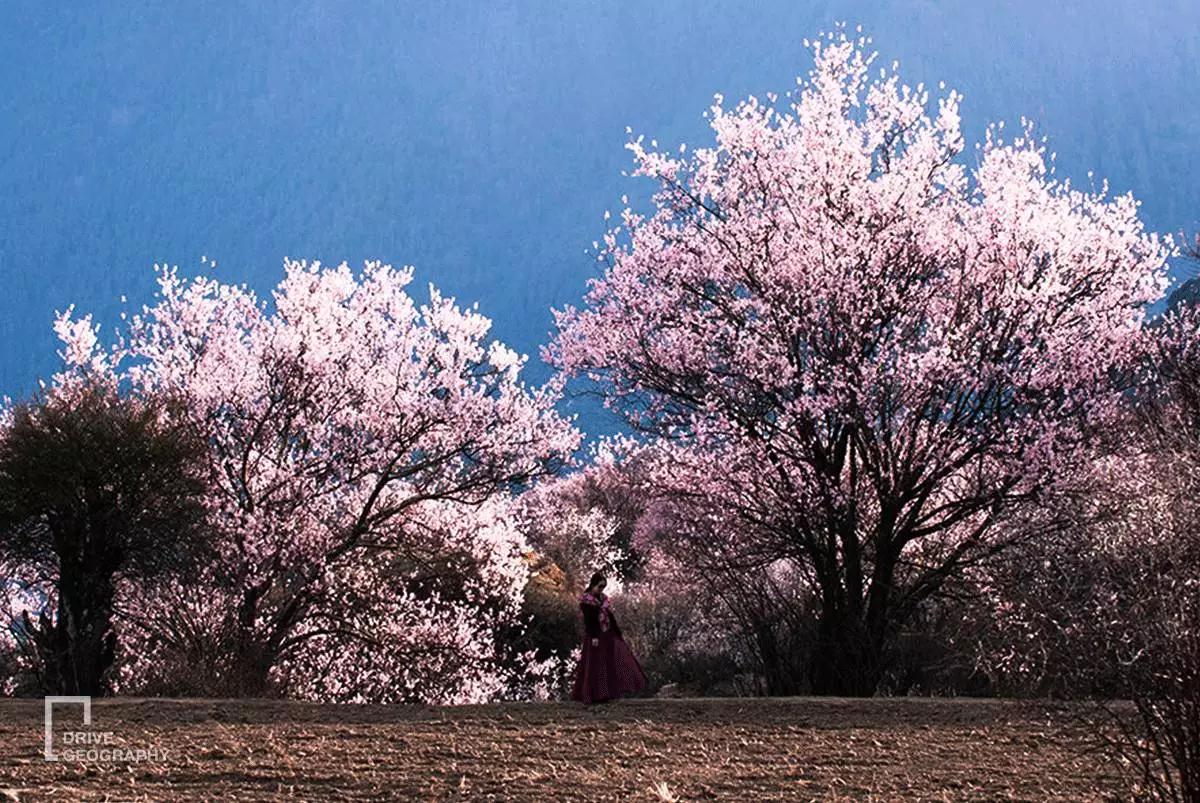 连联合国都赞不绝口的百里桃花，你真的不带她看一下吗？