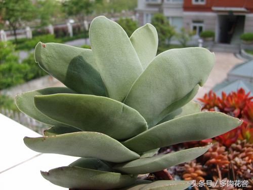 百科多肉植物,多肉植物百科之蓝鸟
