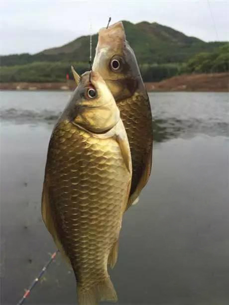 鱼塘鱼不开口是什么原因,现在钓鱼鱼不开口什么原因