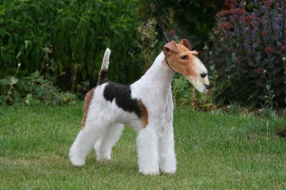 狗狗品种收集大全,收藏狗狗