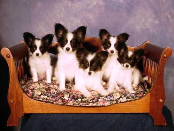 狗狗品种收集大全,收藏狗狗