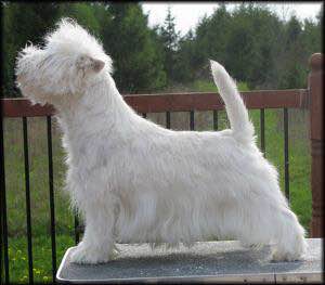 狗狗品种收集大全,收藏狗狗