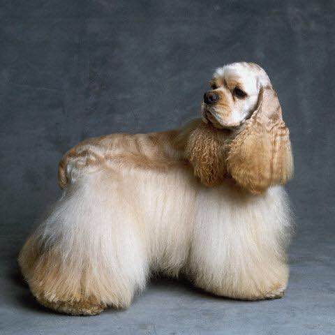 狗狗品种收集大全,收藏狗狗