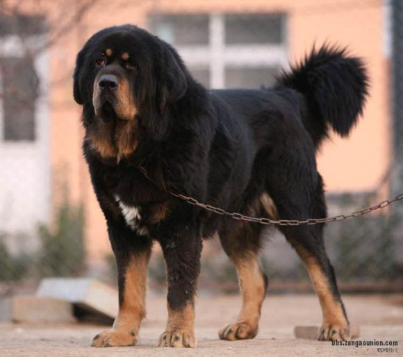 狗狗品种收集大全,收藏狗狗