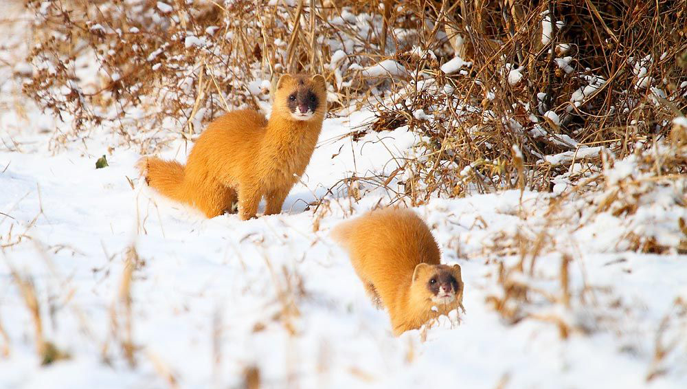 黄鼠狼敲钟扰民，让老太太起死回生吓人，看半仙儿如何用银针降服