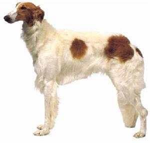 收藏狗狗的图片,收藏宠物集