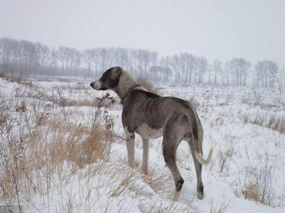 收藏狗狗的图片,收藏宠物集