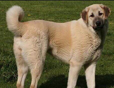 收藏狗狗的图片,收藏宠物集