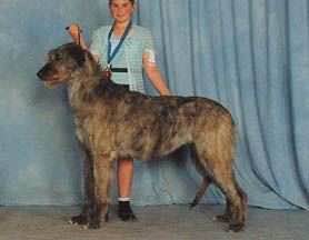 收藏狗狗的图片,收藏宠物集