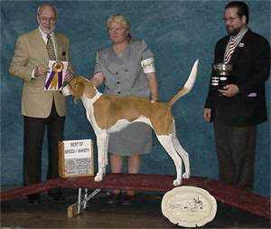 收藏狗狗的图片,收藏宠物集