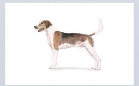 收藏狗狗的图片,收藏宠物集