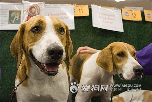 收藏狗狗的图片,收藏宠物集