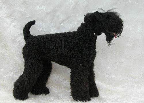 收藏狗狗的图片,收藏宠物集