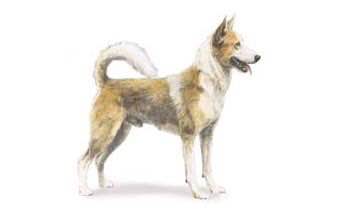 收藏狗狗的图片,收藏宠物集