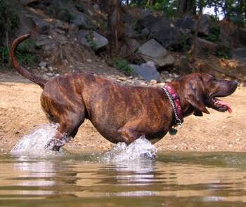 收藏狗狗的图片,收藏宠物集