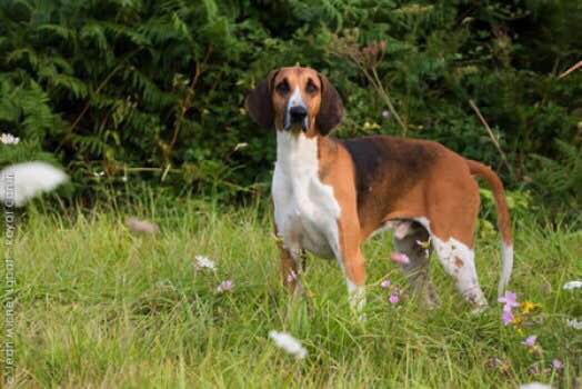 收藏狗狗的图片,收藏宠物集