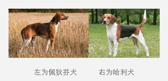 收藏狗狗的图片,收藏宠物集