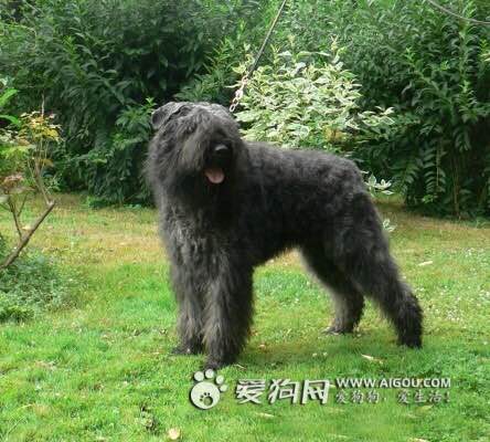 收藏狗狗的图片,收藏宠物集