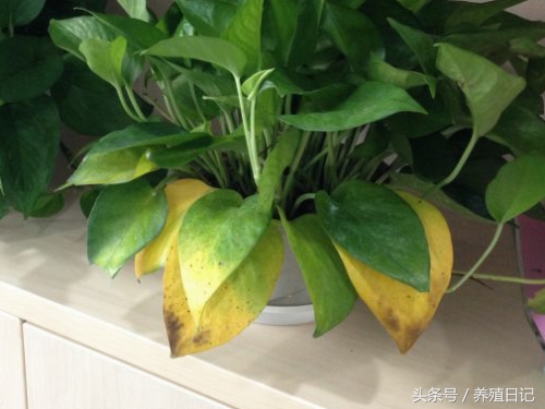 花卉叶子发黄是什么原因,花卉叶子发黄用什么药