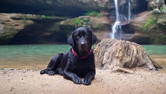 拉布拉多犬常见疾病,饲养拉布拉多6大禁忌