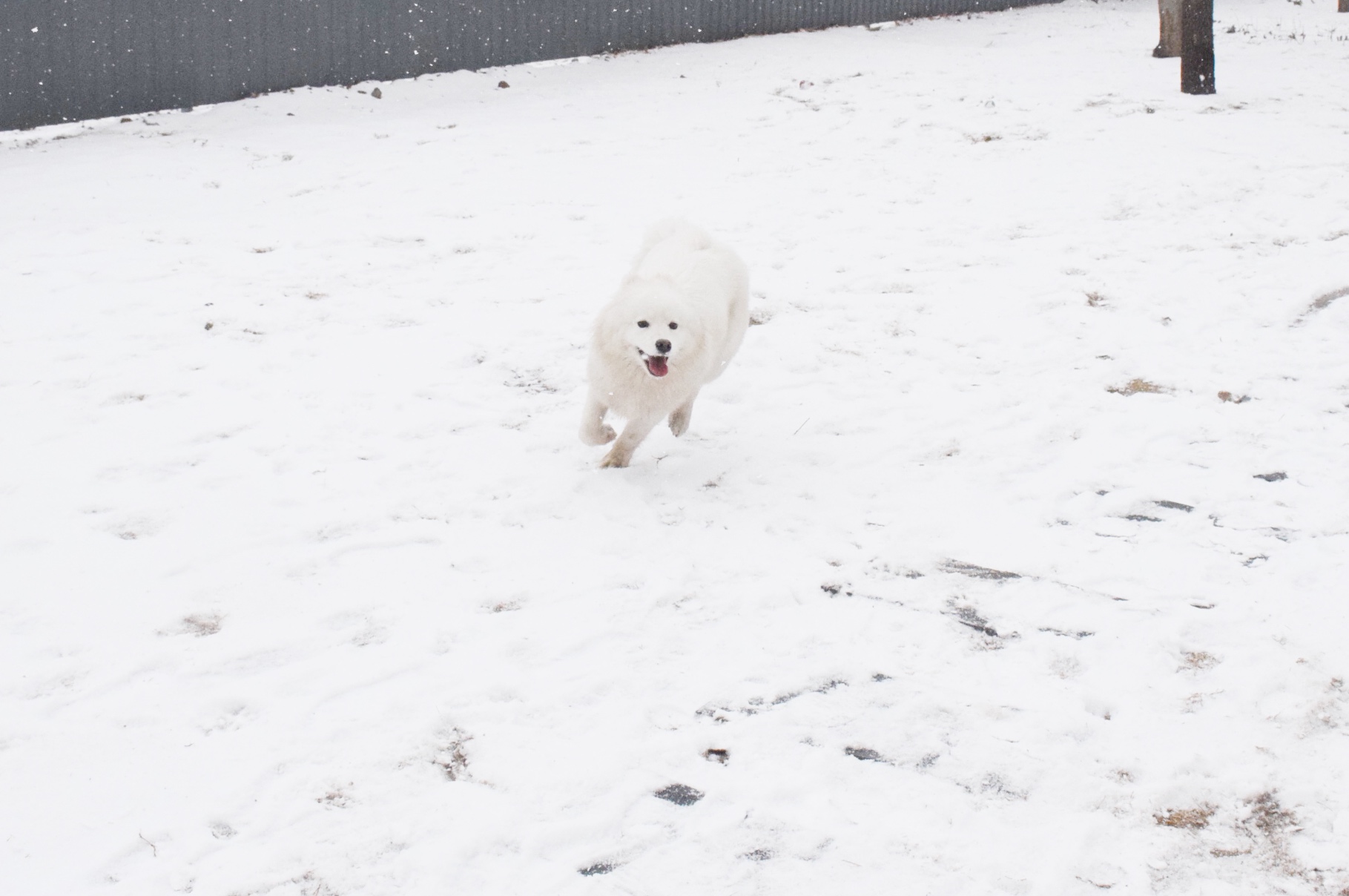 北京下大雪网友家里的雪橇二傻遇到雪做的第一件事是这样
