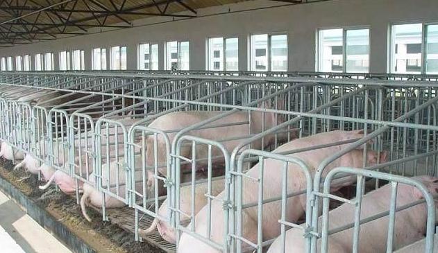 哺乳母猪呕吐是什么原因,母猪怀孕呕吐的原因和治疗方法