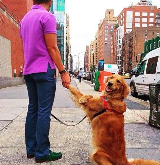 泰迪抱主人的腿,泰迪养大的金毛