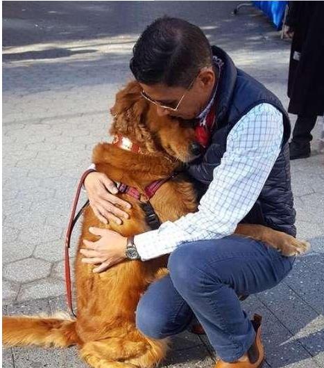 泰迪抱主人的腿,泰迪养大的金毛