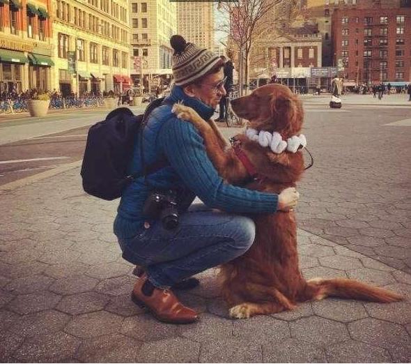 泰迪抱主人的腿,泰迪养大的金毛