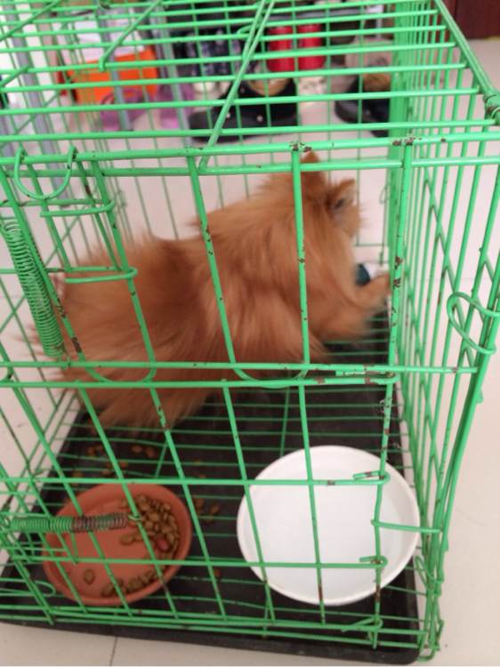 小博美半夜在阳台疯，一下没刹住车从三楼一跃而下摔成重伤，心疼