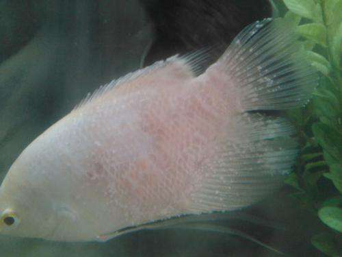 招财鱼病了要怎么治疗,招财鱼容易得什么病