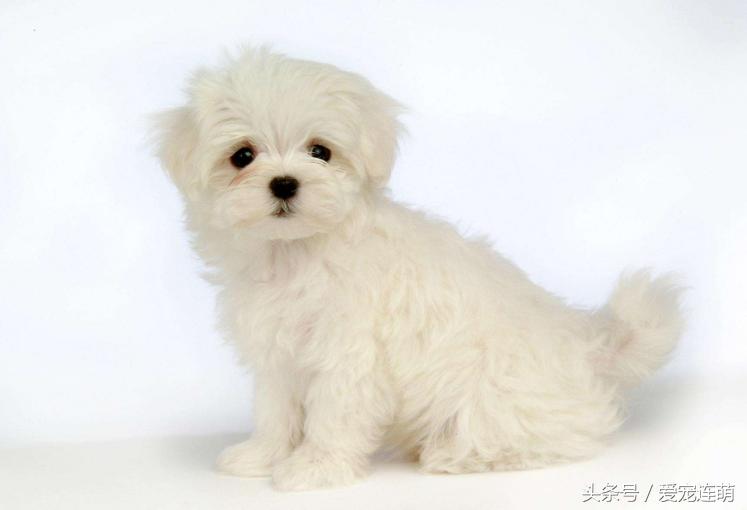 狗狗意外受孕怎么处理,狗狗备孕检查关注事项